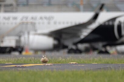 Auckland Airport